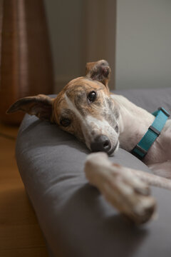 Close Up Vertical Portrait Of Cute And Adorable Pet Greyhound In Bed