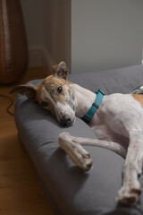Adopted pet greyhound poses and looks at the camera with brown eyes.