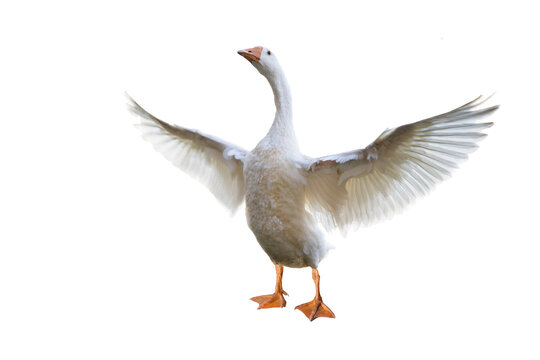 isolated white goose standing with wings spread.