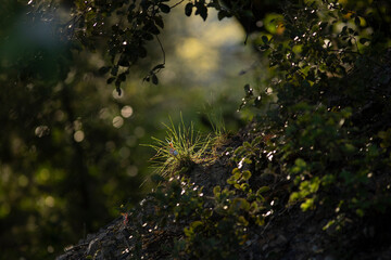 Spot de lumière dans la forêt verdoyante du printemps avec escargot niché dans une touffe d'herbe.