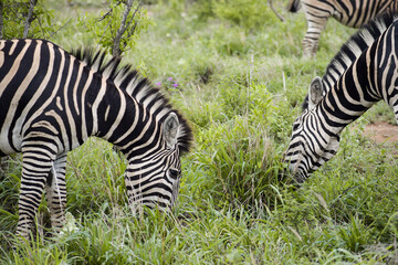 Fototapeta na wymiar Two zebras grazing in Kruger National Park, South Africa.