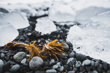 Closeup of pebbles, seaweed and ice on the strand Breiðamerkursandur, Iceland