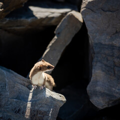 Small Ermine Looks Right