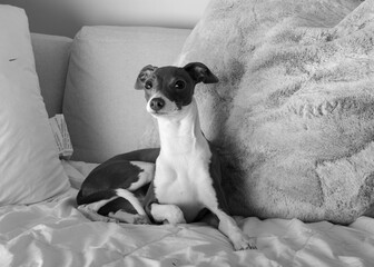 italian greyhound looking at camera