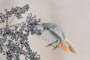 The acrobatic Black redstart catch a worm between the berries (Phoenicurus ochruros)