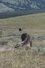 Spine of Sitting Bison Curves