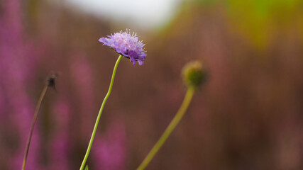 Merveilleuse petite fleur mauve, poussant sur le bord d'un sentier forestier, dans les Landes de Gascogne