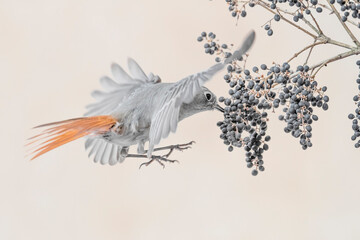 Redstart female finds a worm between the berries (Phoenicurus phoenicurus)