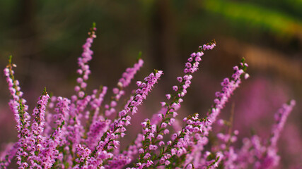 Belles fleurs de bruyère sauvages, poussant sur le sol forestier des Landes de Gascogne