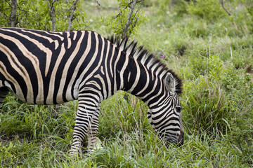 Fototapeta na wymiar A zebra grazing alone in Kruger National Park, South Africa.