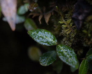 雨上がりの森の中