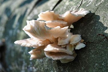 The Pale Oyster (Pleurotus pulmonarius) is an edible mushroom