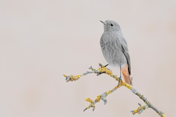 Redstart female in breeding season (Phoenicurus ochruros)
