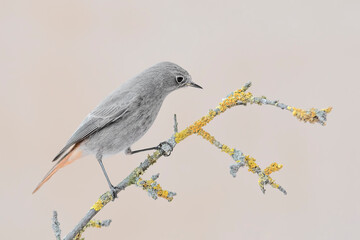 Black redstart female looking for food on twig (Phoenicurus    ochruros)