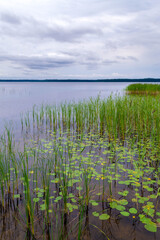 Beautiful natural landscape. Reeds and water lily along the shore.