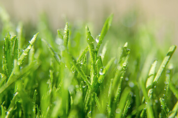 green grass with water drops