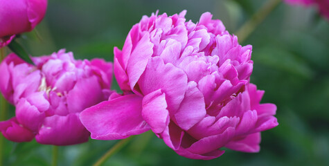 Beautiful blooming peony in the garden. Flowers background. Close up - Image