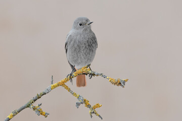 The wonderful Black redstart on branch (Phoenicurus ochruros)