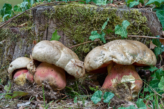 The Devils Bolete (Rubroboletus satanas) is a poisonous mushroom