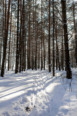 Gorgeous winter landscape with pine forest and snowy road, background with copy space, winter romantic sunny day, silence and wild nature