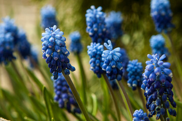 Blooming hyacinth flower in the garden