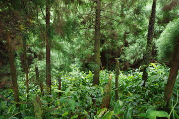 Fototapeta premium Azores landscapes, nature and trekking
