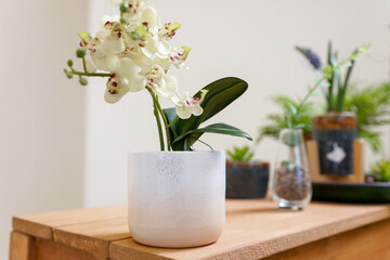 Orchid in vase on wooden table with flowers in ceramic flowerpots on background