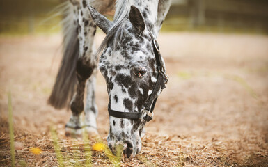 A cute spotted domestic horse stands on a summer farm with a halter on its muzzle and eats dry hay....