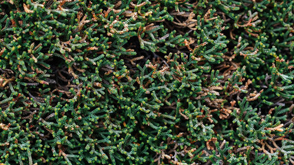 Close-up picture of tiny plants that looks like branches