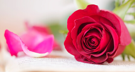 Red rose gift flower on a book. Valentine's day card or web banner.