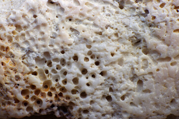 close up of white seashell with bubble holes texture background