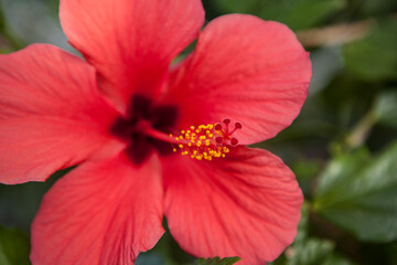 Blooming Hibiscus flower in the garden