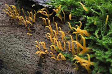 The Small Stagshorn (Colocybe cornea) is a mushroom on hardwood