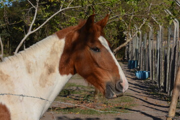 Fototapeta premium Horse