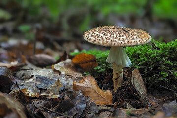 mushrooms in the forest