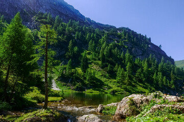 Fototapeta na wymiar many pine trees on a mountain lake on vacation