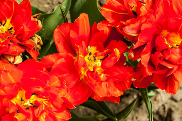 Blooming lily flower in the garden