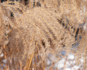 pampas grass closeup