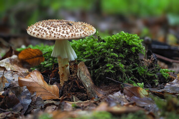 The Stinking Dapperling (Lepiota aspersa) is a poisonous mushroom