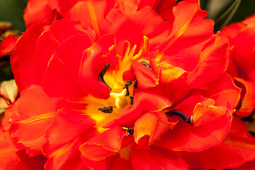 Blooming lily flower in the garden