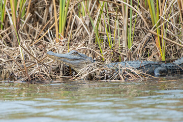 Young American Alligator on the edge of water