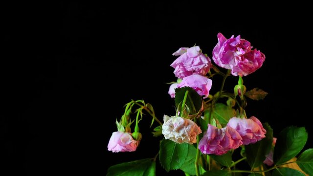 Time-lapse, a bouquet of blooming pink rose flowers slowly withering, black background