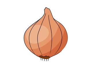 Onion vector illustration isolated on white background.