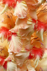 Gentle background in tones of red, coral and cream colors of petals of flowers of a gladiolus. Wet after a rain.