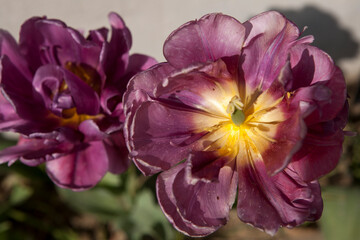 Naklejka premium Blooming lily flower in the garden