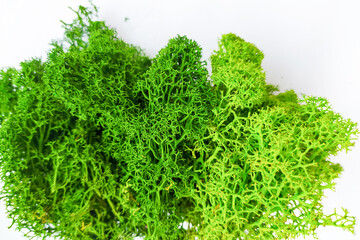 Fototapeta premium green moss for creativity and interior decor