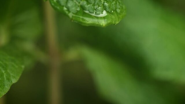 Water Droplet Dripping from Fresh Mint Leaf. Home Garden in Macro and Slow Motion
