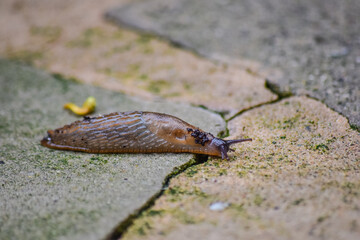 Slug is keep moving on the floor after the rain.