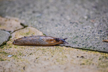 Slug is keep moving on the floor after the rain.