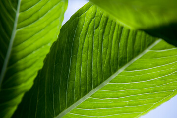 The structure of the leaf